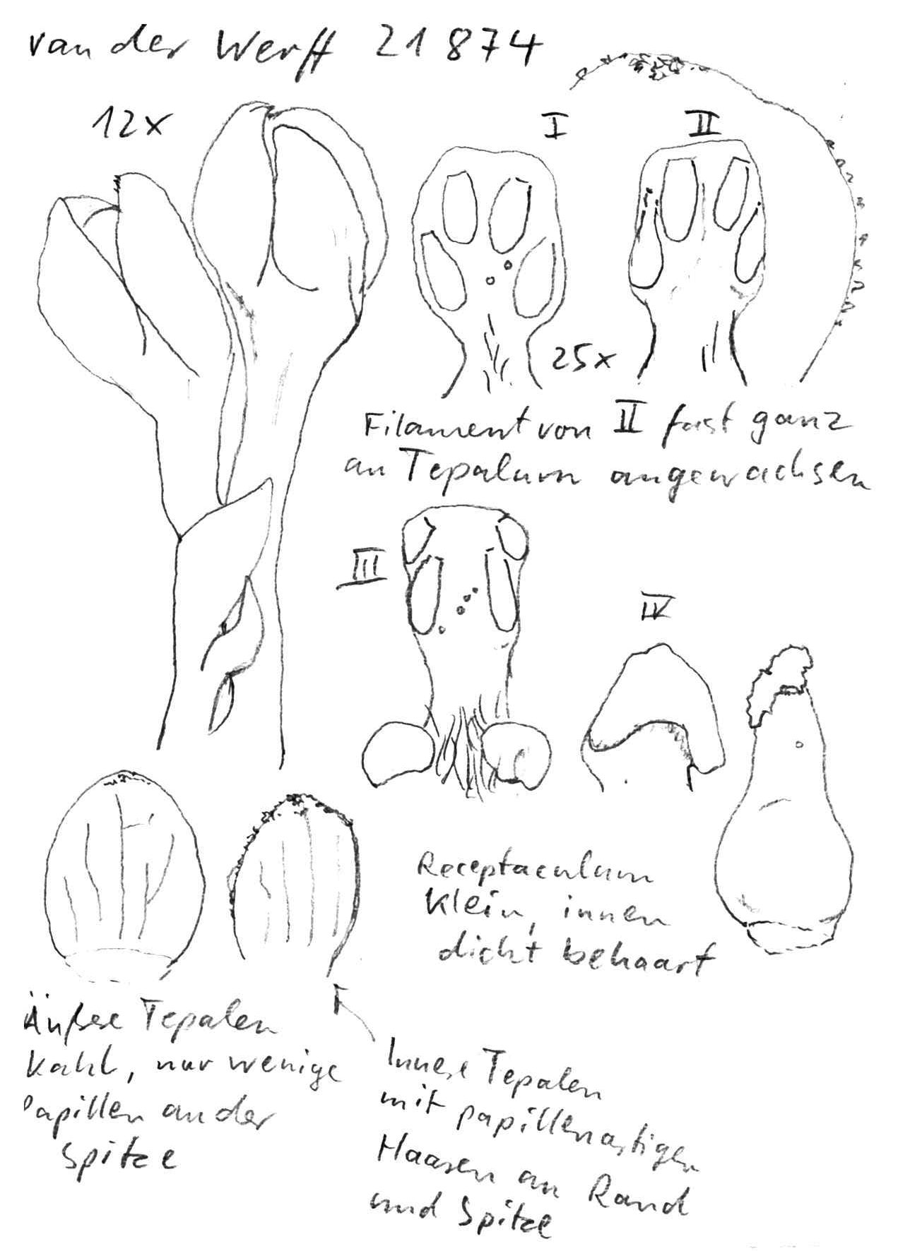 Vorschaubild Persea calva Rohwer & van der Werff